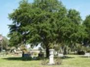 Taylor Cemetery Tree